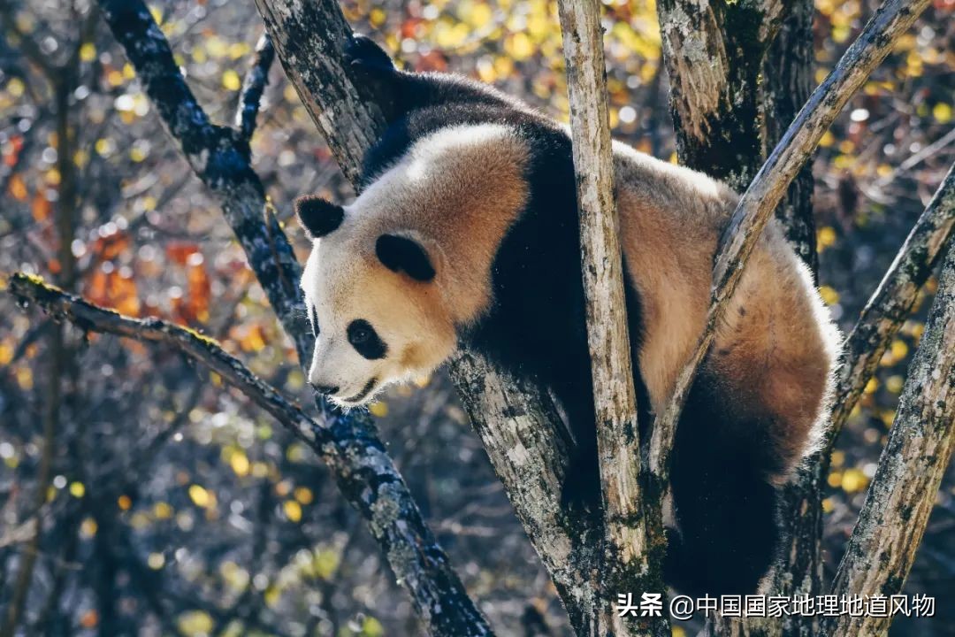 秦岭，凭什么能定义中国？