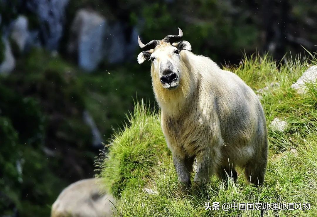 秦岭，凭什么能定义中国？