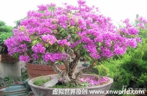 迎春花盆景图片欣赏及迎春花基本介绍