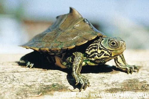 怎样辨别乌龟的种类？乌龟的寓意是什么？