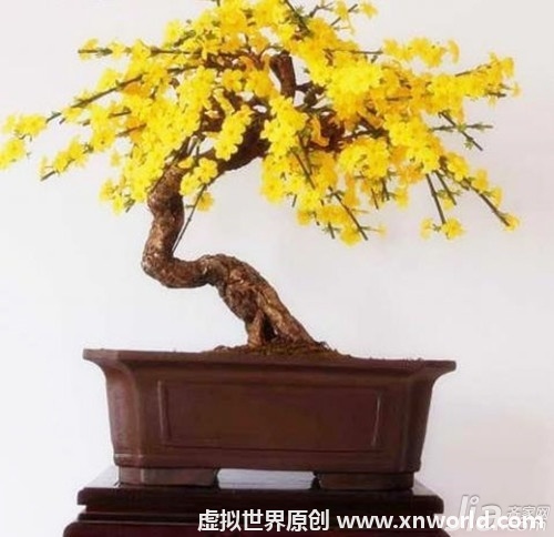 迎春花盆景图片欣赏及迎春花基本介绍