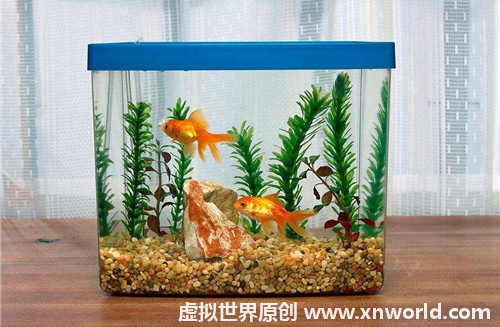 养什么鱼招财？怎样养鱼可以招财？