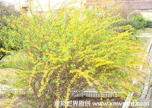 迎春花盆景图片欣赏及迎春花基本介绍