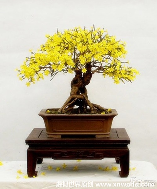 迎春花盆景图片欣赏及迎春花基本介绍