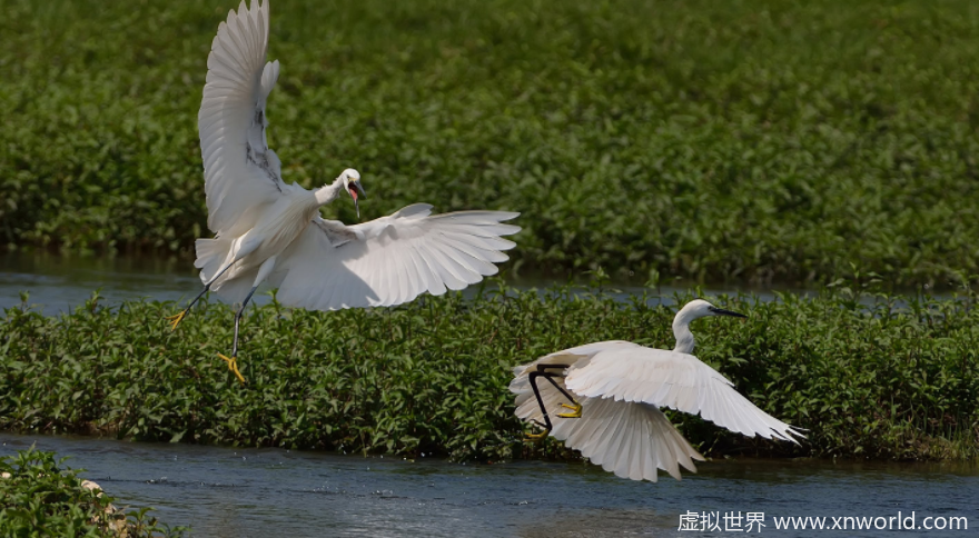 “西塞山前白鹭飞，桃花流水鳜鱼肥” 是什么意思？出自哪里？怎么翻译？