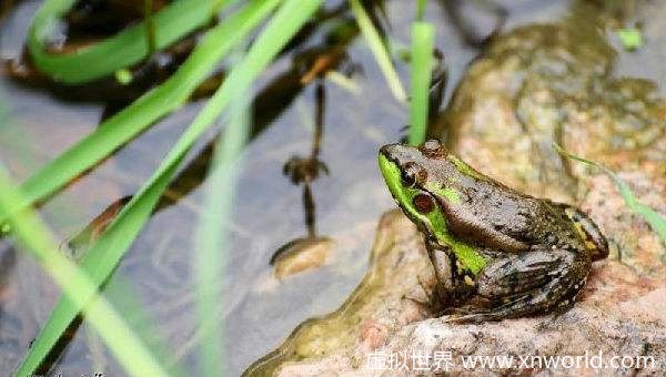 “黄梅时节家家雨，青草池塘处处蛙。”    是什么意思？ 出自哪里？怎么翻译？