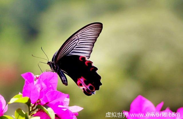 “衣带渐宽终不悔,为伊消得人憔悴”是什么意思?出自哪里?怎么翻译?