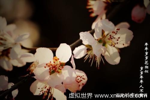 “年年岁岁花相似,岁岁年年人不同” 是什么意思?怎么翻译?