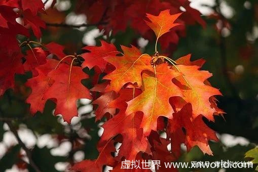 “秋风生渭水,落叶满长安”是什么意思?【醉美了整个秋天!】