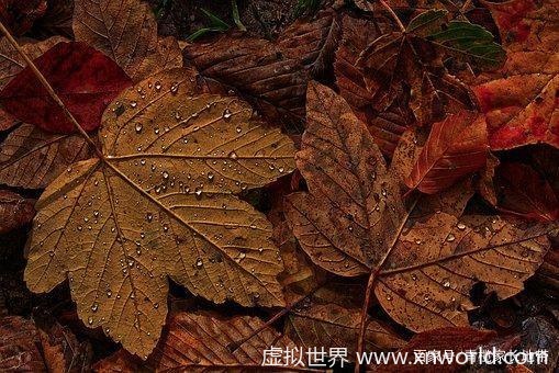 “秋风生渭水,落叶满长安”是什么意思?【醉美了整个秋天!】