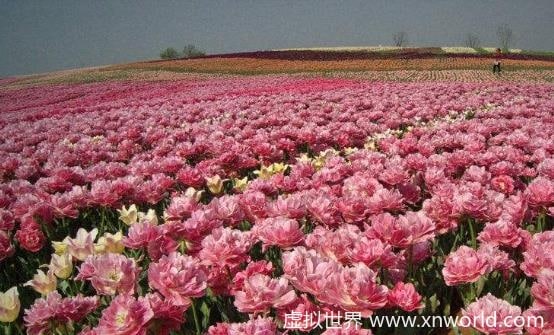 常在花间走活过九十九 五种有美容功能的鲜花