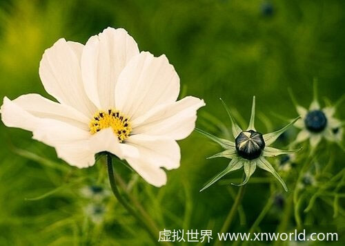 关于元旦的英文短语有哪些？