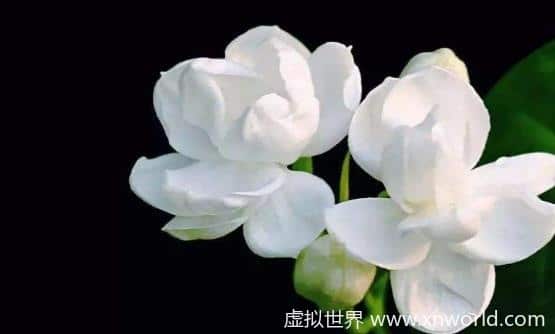 俗话说：常在花间走活过九十九， 五种有美容功能的鲜花你知道吗？