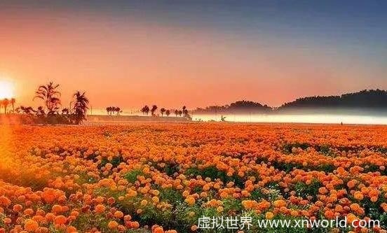 俗话说：常在花间走活过九十九， 五种有美容功能的鲜花你知道吗？