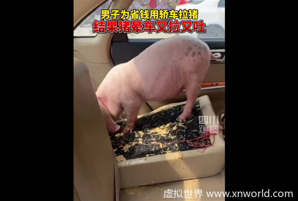 男子为了省钱,用轿车拉猪,结果猪晕车,吐了一后座【搞笑】