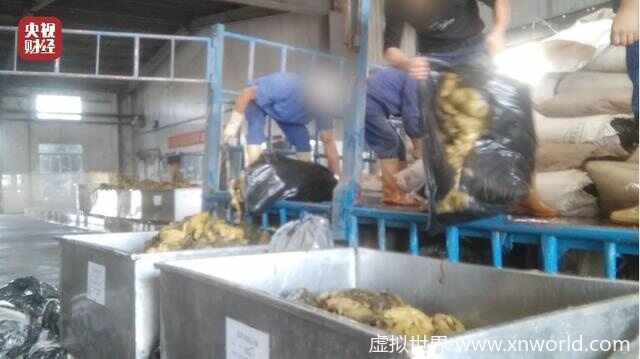 【315曝光】 老坛酸菜包在土坑腌制(过程全曝光)