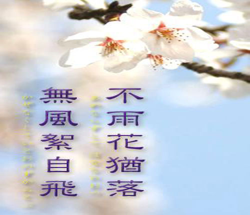 “不雨花独落，无风絮自飞”是什么意思？ – 【最新网络热词】