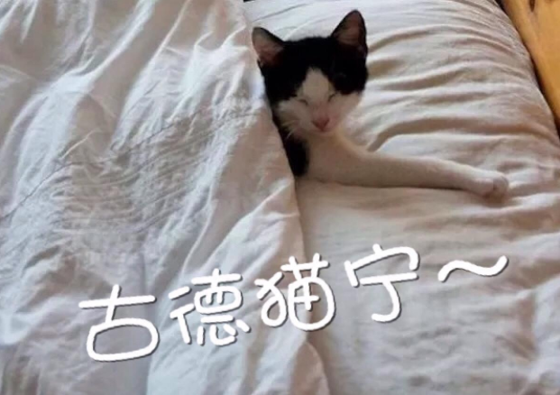 【网络用语】“古德猫宁”是什么意思？ – 【最新网络热词】