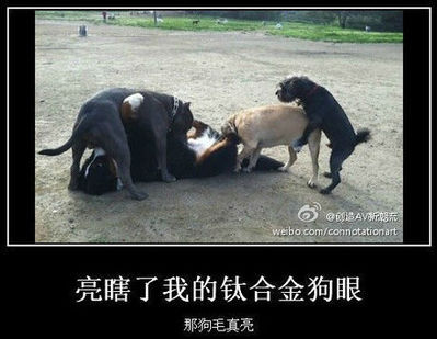 【网络用语】“钛合金狗眼”是什么意思？ – 【最新网络热词】