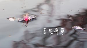 “落花有意随流水，流水无心恋落花”是什么意思？ 是什么梗？ – 【最新网络热词】