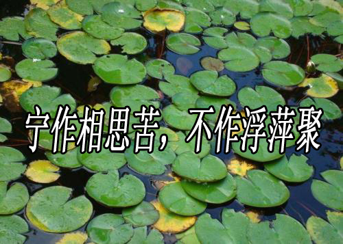 “宁作相思苦，不作浮萍聚”是什么意思？是什么梗？ – 【最新网络热词】