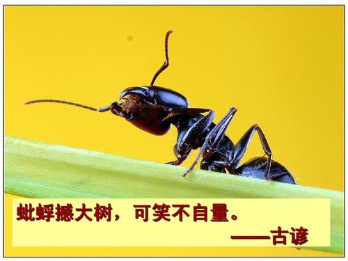 “蚍蜉撼大树,可笑不自量”是什么意思？是什么梗？ – 【最新网络热词】