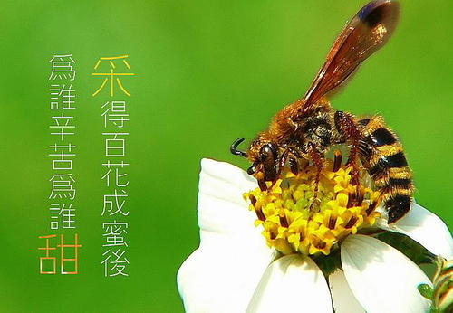 “采得百花成蜜后,为谁辛苦为谁甜”是什么意思？是什么梗？ – 【最新网络热词】