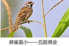 “麻雀虽小，五脏俱全”是什么意思？ 是什么梗？ – 【最新网络热词】