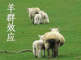 “羊群效应”是什么意思？是什么梗？ – 【最新网络热词】