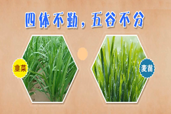 “四体不勤,五谷不分”是什么意思？是什么梗？ – 【最新网络热词】